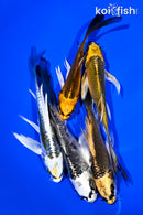 PACK OF (5) 4-5" BUTTERFLY KOI