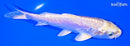 6" DOITSU YAMABUKI OGON