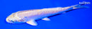 6" DOITSU YAMABUKI OGON