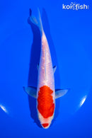 6.75" GINRIN KOAHKU