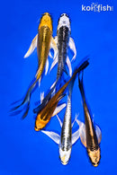 PACK OF (5) 4-5" BUTTERFLY KOI