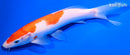 8" KOHAKU
