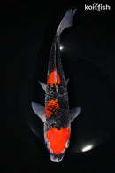 10.5" GOSHIKI