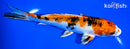 6.75" YAMATO NISHIKI