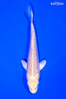 6" DOITSU YAMABUKI OGON