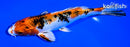 6.75" YAMATO NISHIKI