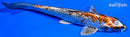 7.5" BENI BENGI