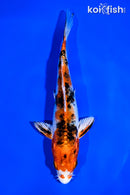 6.75" YAMATO NISHIKI