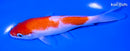 5.5" KOHAKU