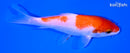 5.5" KOHAKU