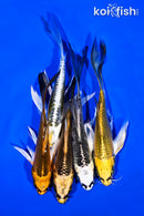 PACK OF (5) 4-5" BUTTERFLY KOI