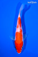 5.5" KOHAKU