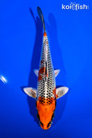 6.75" KUJAKU