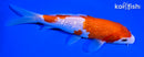6.5" GINRIN KOHAKU