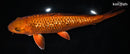 11.25" GINRIN METALLIC CHAGOI