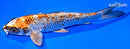 7.5" BENI BENGI