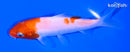 5.5" KOHAKU