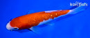 6.5" GINRIN KOHAKU