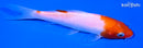 5.5" KOHAKU