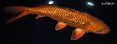 11.25" GINRIN METALLIC CHAGOI