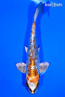 7.5" BENI BENGI