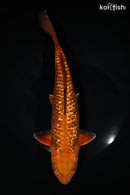 11.25" GINRIN METALLIC CHAGOI