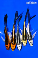 PACK OF (5) 4-5" BUTTERFLY KOI