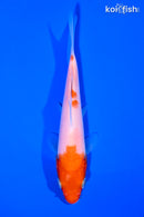 5.5" KOHAKU