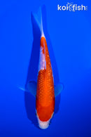 6.5" GINRIN KOHAKU
