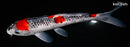 10.5" GOSHIKI