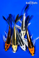 PACK OF (5) 4-5" BUTTERFLY KOI