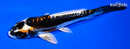 5.25" BENI KIKOKURYU