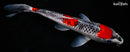10.5" GOSHIKI