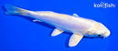 6.75" GINRIN DOITSU PLATINUM OGON