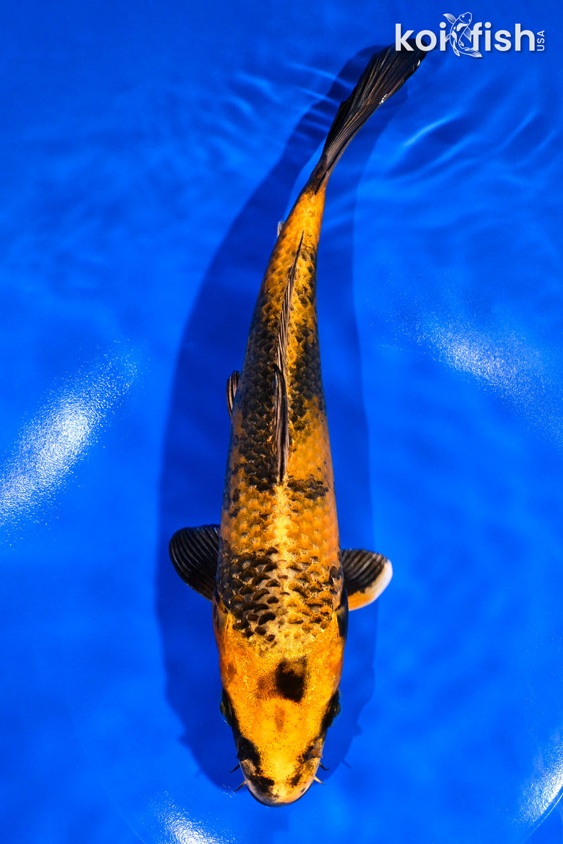 9.25" KIN KI UTSURI