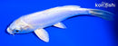 6.75" GINRIN DOITSU PLATINUM OGON