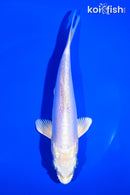 6.75" GINRIN DOITSU PLATINUM OGON