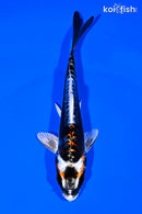 5.25" BENI KIKOKURYU