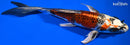 8" BENI GINGA BUTTERFLY