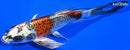 8" BENI GINGA BUTTERFLY