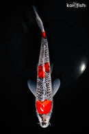 10.5" GOSHIKI