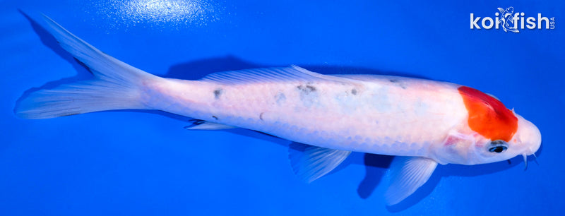 9" TANCHO SANKE