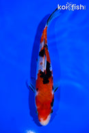 6.5" SANKE