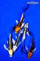 PACK OF (5) 4-5" BUTTERFLY KOI