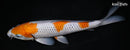 10.75" OCHIBA SHIGURE