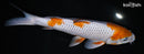 10.75" OCHIBA SHIGURE
