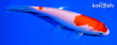 6.5" KOHAKU