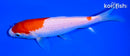 6.5" KOHAKU