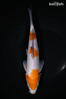 10.75" OCHIBA SHIGURE