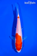 6.5" KOHAKU